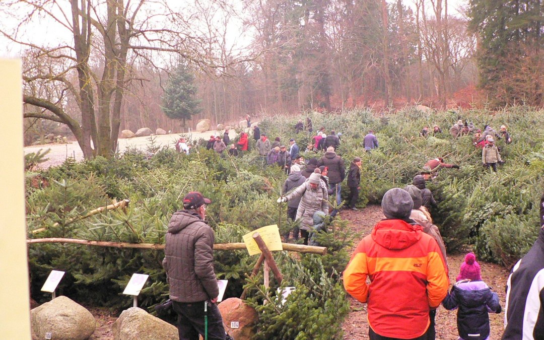 Kerstbomenmarkt boswachterij Neu Pudagla, © (c) Kurverwaltung Ückeritz