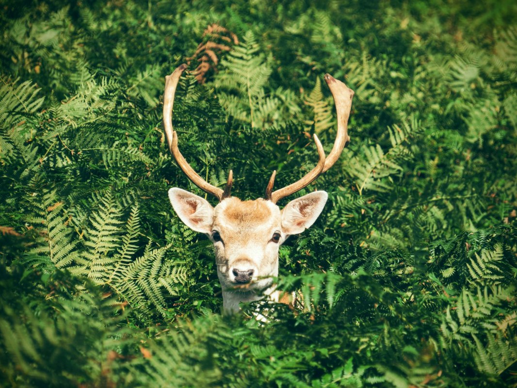 Natuur- en wildweek in Graal-Müritz | 17 - 24 oktober 2025 // © Foto von Chris Greenhow auf Unsplash Natuur- en wildweek in Graal-Müritz | 17 - 24 oktober 2025 // © Foto von Chris Greenhow auf Unsplash