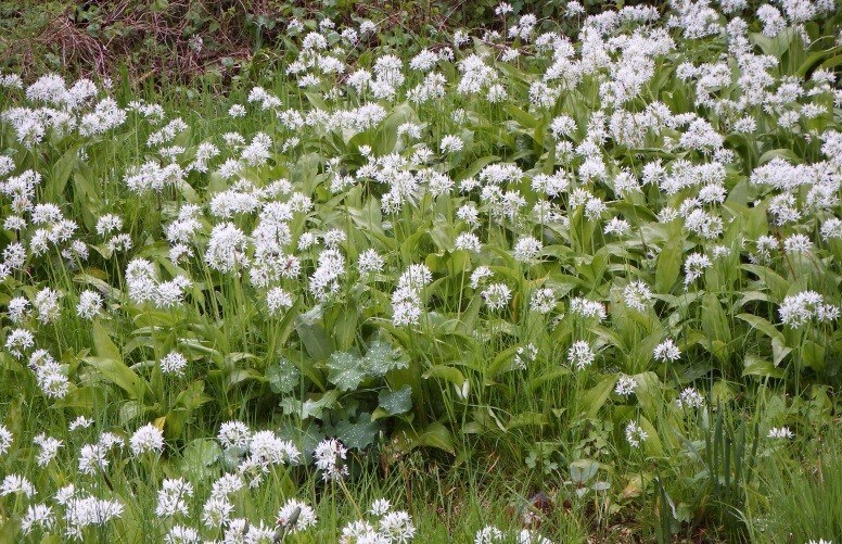 Begeleide kruidenwandeling
