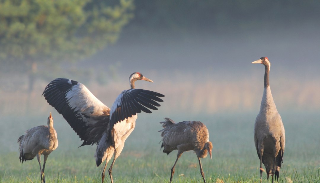 Kraanvogels op een mistig weiland, eentje met zijn vleugels uitgespreid in het zachte ochtendlicht.