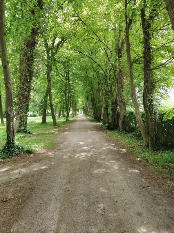 Laan in het park van landgoed Teschow // &copy; E-Bike MV