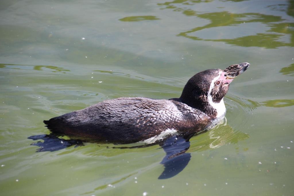 Pingwin, © Tiererlebnispark Müritz
