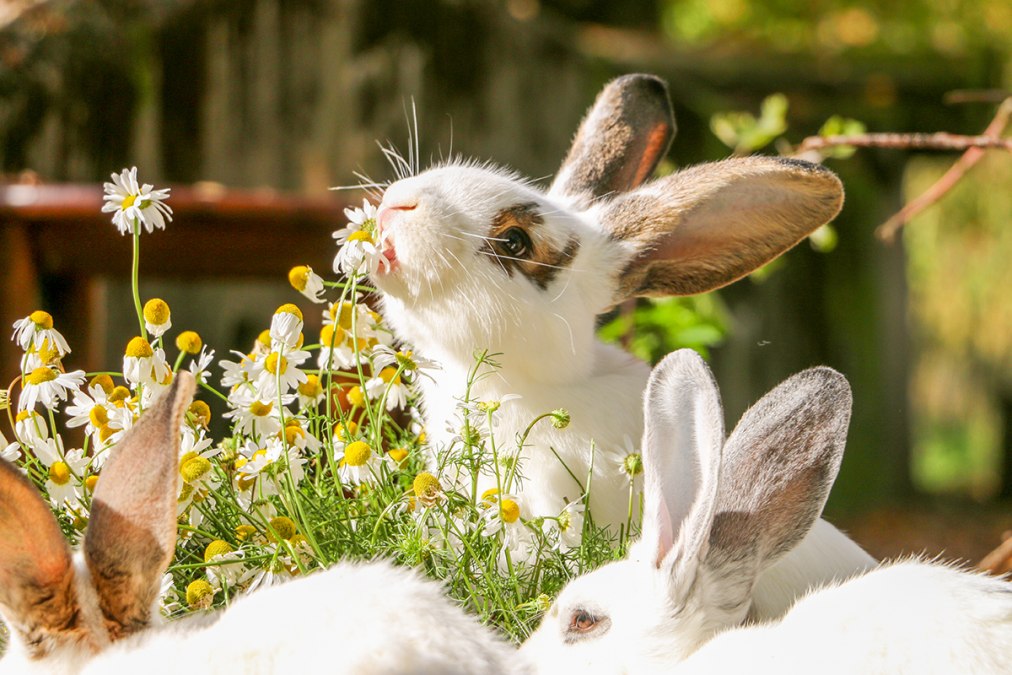05_land-of-animals_rabbit_easter_child, © Land der Tiere