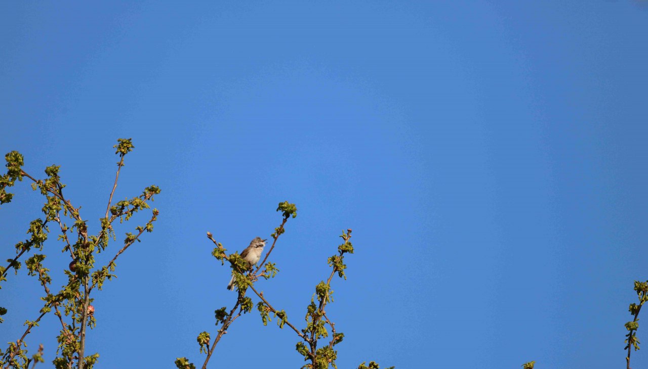 Het is lente en daarmee ook vogelgezang. Nu in de lente zijn onze zangvogels met een bijzondere intensiteit te horen, of ze nu een vrouwtje het hof maken of een territoriale claim consolideren.
Het onthouden van alle melodie&euml;n en ze dan toewijzen aan de juiste zanger is een uitdaging voor sommige natuurliefhebbers. De verschillende habitats waarin de soorten leven geven informatie over hun levenswijze. Om je vertrouwd te maken met de vogelgeluiden nodigt de vereniging Natuurpark Mecklenburgische Schweiz en Kummerow-meer je uit voor een vogelgeluidenwandeling. Deze wordt geleid door ornitholoog Peter Boje uit Teterow.
Het trefpunt is in Teterow op de parkeerplaats van restaurant "Hohes Holz". Vanaf hier is de wandeling ongeveer 3 kilometer. Een verrekijker is een must., &copy; Gudrun Marin-Ziegler