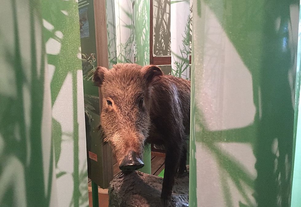 De tentoonstelling geeft inzicht in de lokale dierenwereld, © Katrin Bärwald