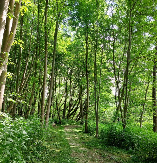 City forest, © TZ HST/Kredl