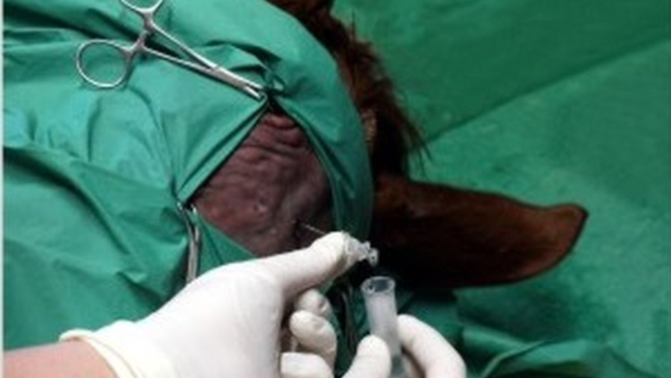 Veterinary clinic Alt-Sammit - Neurology // &copy; Tierklinik Alt-Sammit