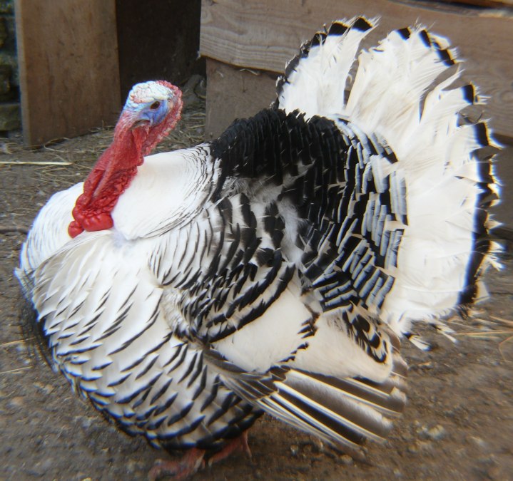 Our heraldic animal a Kröllwitz turkey, © Peter Ramsch Our heraldic animal a Kröllwitz turkey, © Peter Ramsch