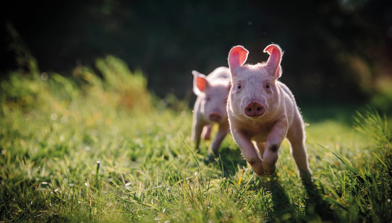 Anni i Rosalie w krainie świń, © Land der Tiere