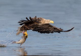 Erfolgreiche morgendliche Fischjagd // © Eric Dienesch Erfolgreiche morgendliche Fischjagd // © Eric Dienesch