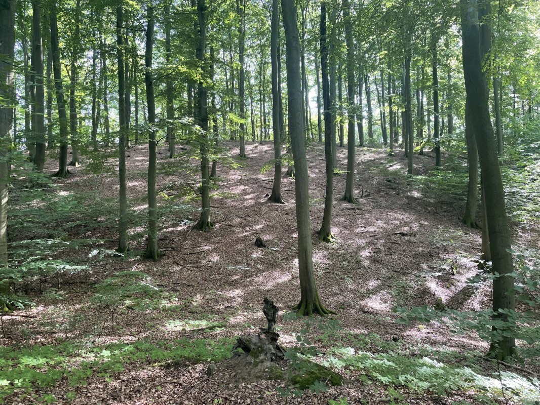 M&uuml;ritz-Nationalpark-bei-Gr&uuml;now(c)Britta_Daedelow-Seydl, &copy; Britta Daedelow-Seydl