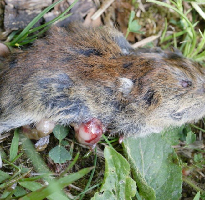 © Bild: Tote Rötelmaus im Leutratal. Foto: Factumquintus CC-by-sa 3.0/de © Bild: Tote Rötelmaus im Leutratal. Foto: Factumquintus CC-by-sa 3.0/de