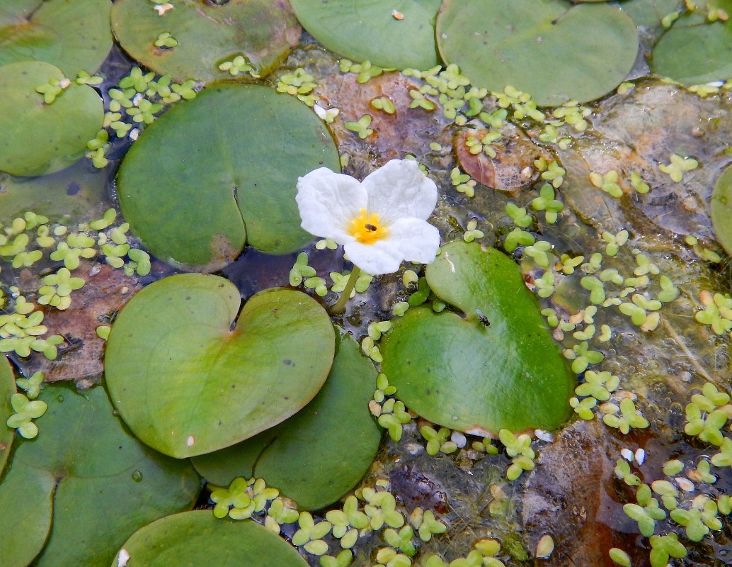 Ryc. 2: Żabieniec (Hydrocharis morsus-ranae) występuje w stawach zamkowych. // &copy; U. Jueg