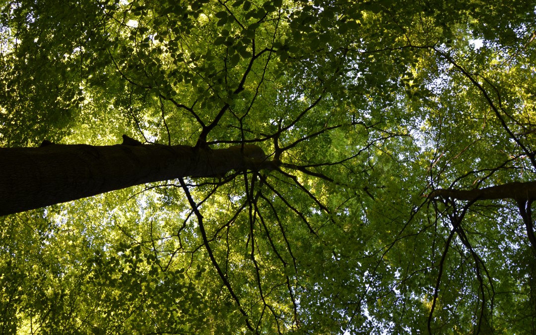 © Kurverwaltung Feldberg © Kurverwaltung Feldberg