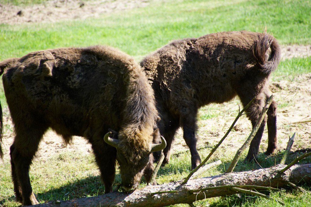 Bison calves, © Landesforst MV Bison calves, © Landesforst MV