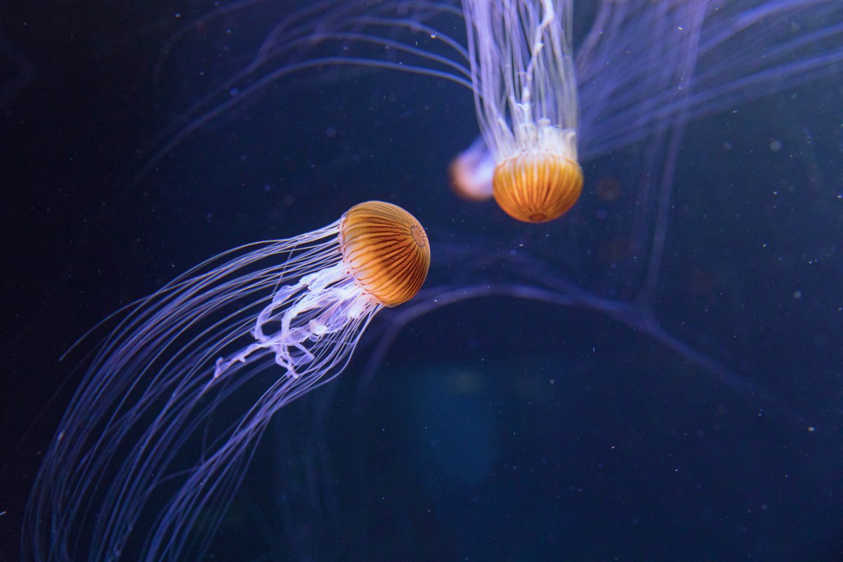 The tentacles of the compass jellyfish can be up to three meters long // &copy; Anke Neumeister/Deutsches Meeresmuseum