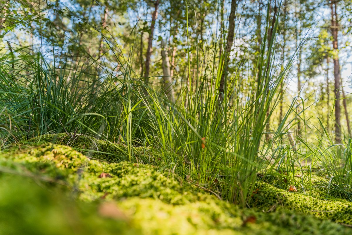 Moorwandeling // © André Pristaff / TuK Moorwandeling // © André Pristaff / TuK