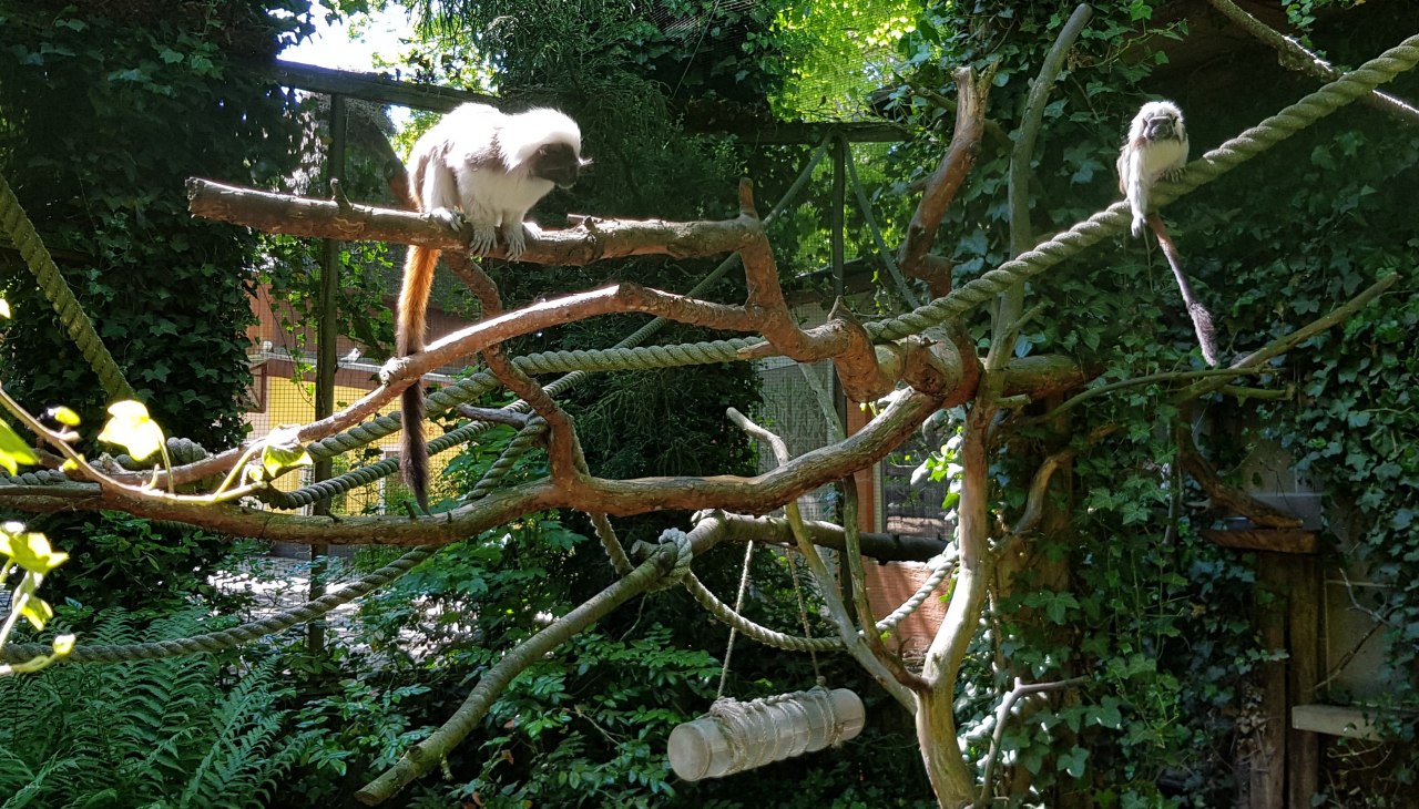 Dwarf monkeys at Stralsund Zoo, © Zoo Stralsund