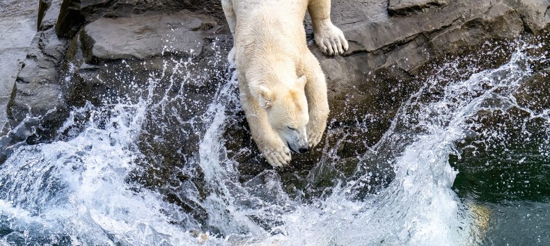 A polar bear at the Rostock Zoo. // © Zoo Rostock/ Drübbisch A polar bear at the Rostock Zoo. // © Zoo Rostock/ Drübbisch