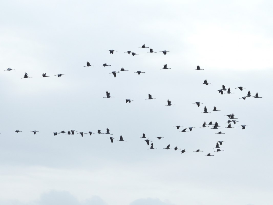 Cranes over the Karrendorf Meadows // &copy; M. S&auml;nger