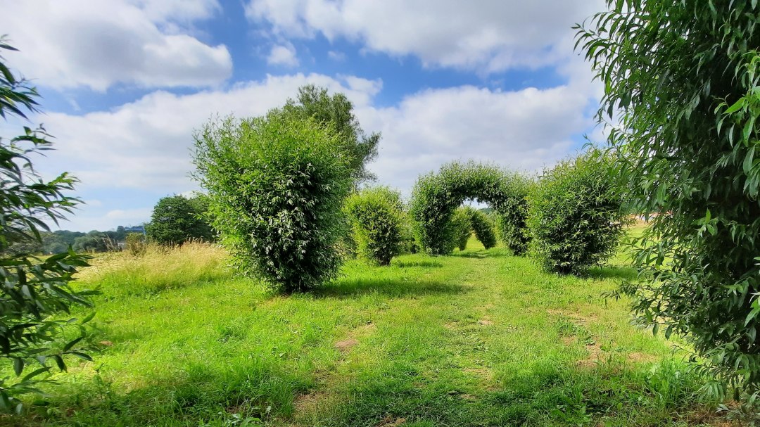 Wilgenwandeling, © M. Lenthe