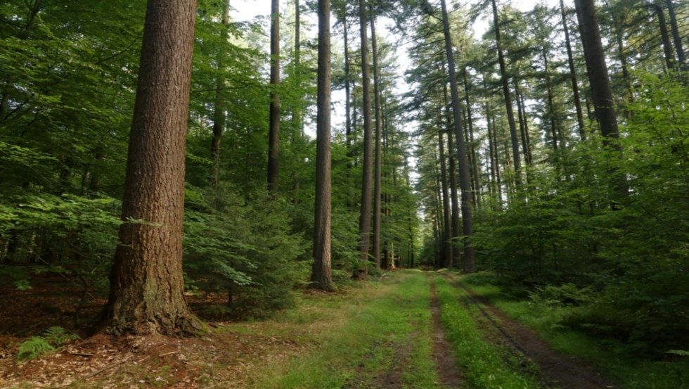 Douglas firs near Parchim, © TMV/Gohlke Douglas firs near Parchim, © TMV/Gohlke