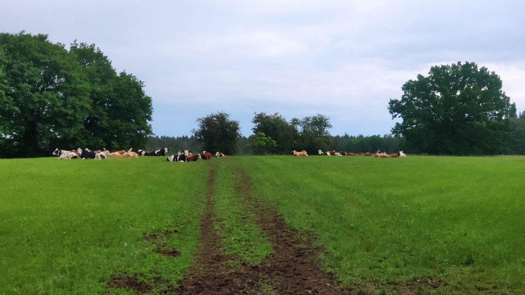 Pasące się bydło relaksujące się wśród zieleni., © A. Rossnagel