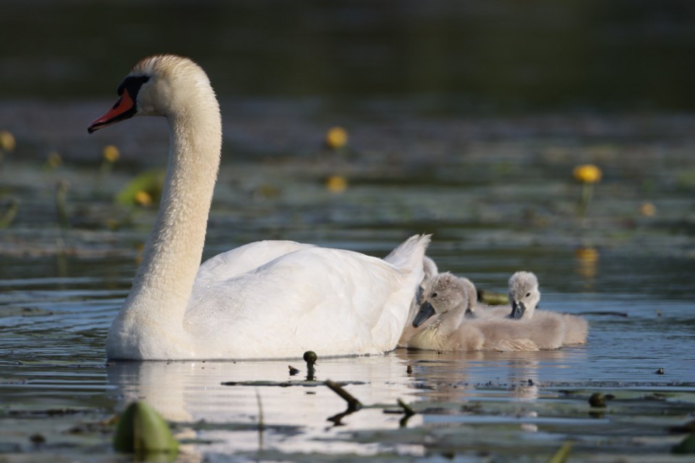 Wrażenia z jednodniowej wycieczki, © Corina Posselt Wrażenia z jednodniowej wycieczki, © Corina Posselt