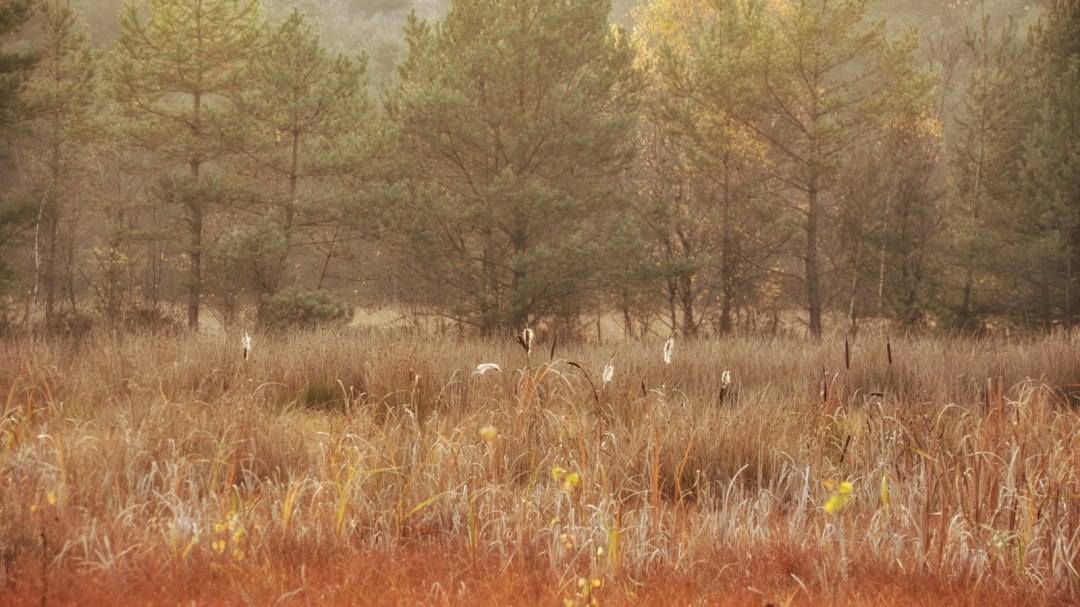 Grambower moor landscape in autumn, © Tourismusverband Mecklenburg-Schwerin