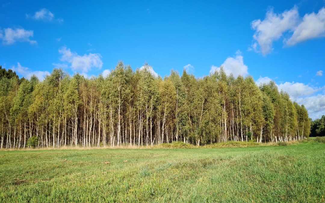 Climate forest Mirow, © Landesforst MV