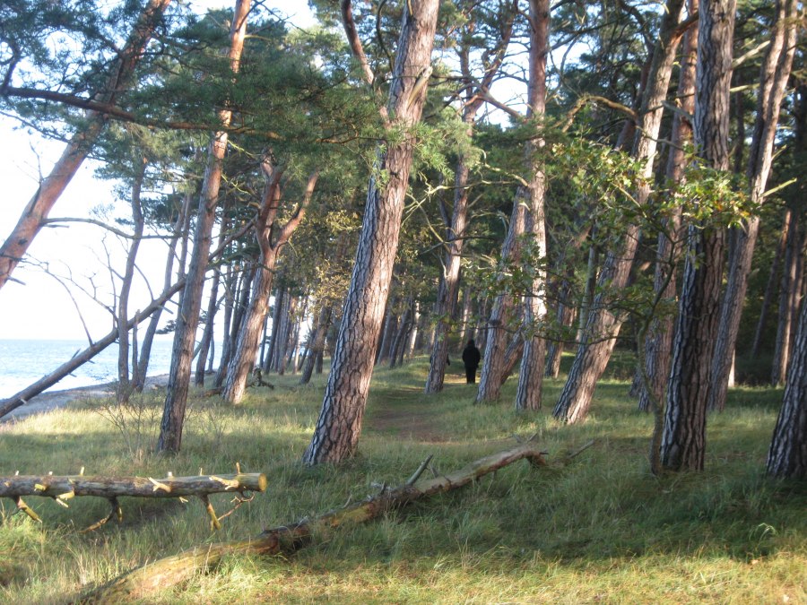 Wybrzeże i las na plaży w Ludwigsburgu, © Josephine Feldberg