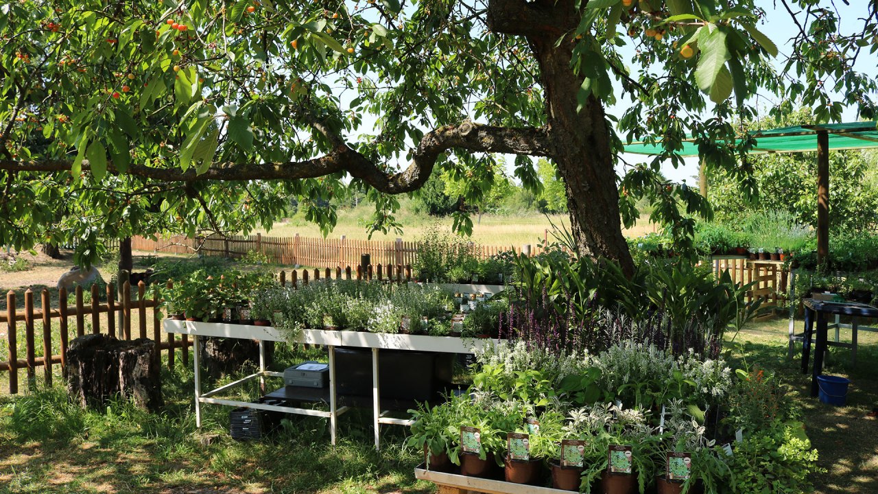 Luplow herb nursery // &copy; Silke Voss