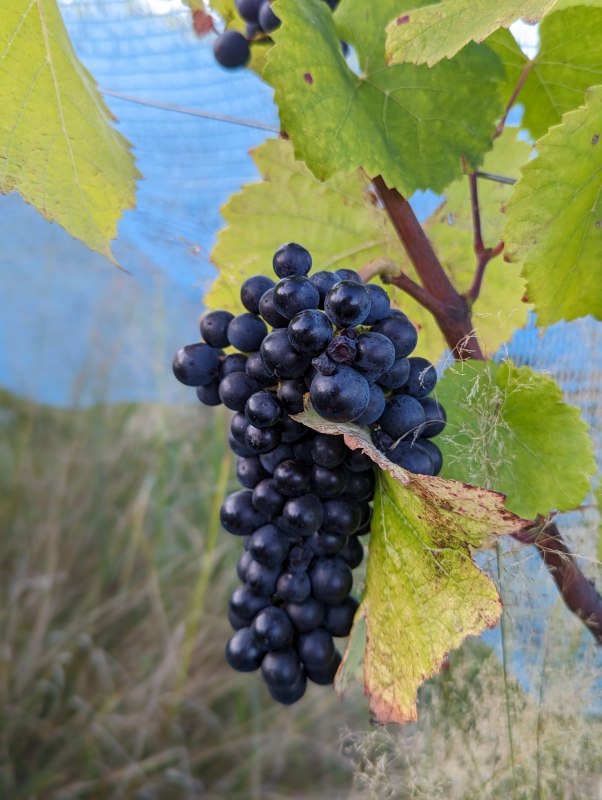 Hasseldorf vineyard // &copy; Lars L&uuml;ke