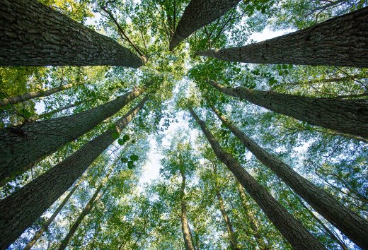 Widok w górę na stare korony buków we wpisanej na Listę Światowego Dziedzictwa UNESCO Meklemburgii-Pomorza Przedniego w świetle słonecznym. // Starożytne buki wznoszą się w niebo - natura od wieków rośnie potężnie i nietknięta w tym wpisanym na Listę Światowego Dziedzictwa UNESCO miejscu. Światło przenika przez korony, cisza otacza potężne pnie. Miejsce, w którym można wziąć głęboki oddech i podziwiać. // © MV-T/Prast Widok w górę na stare korony buków we wpisanej na Listę Światowego Dziedzictwa UNESCO Meklemburgii-Pomorza Przedniego w świetle słonecznym.