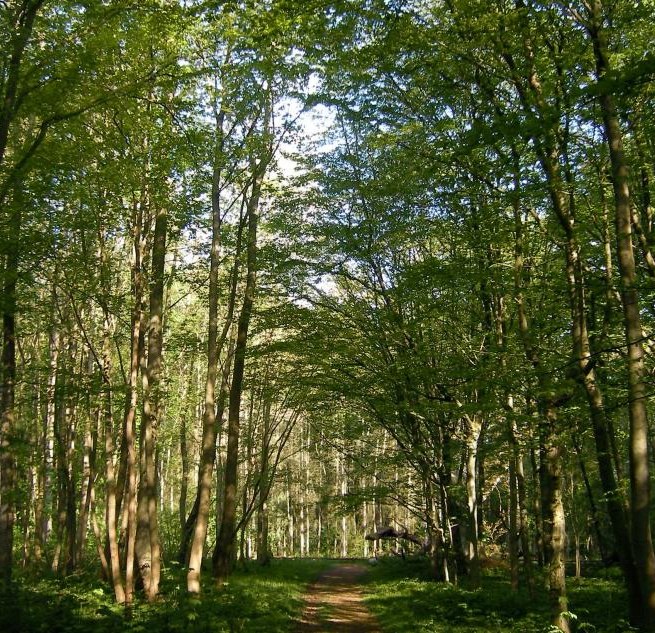 &copy; Biosph&auml;renreservatsamt S&uuml;dost-R&uuml;gen