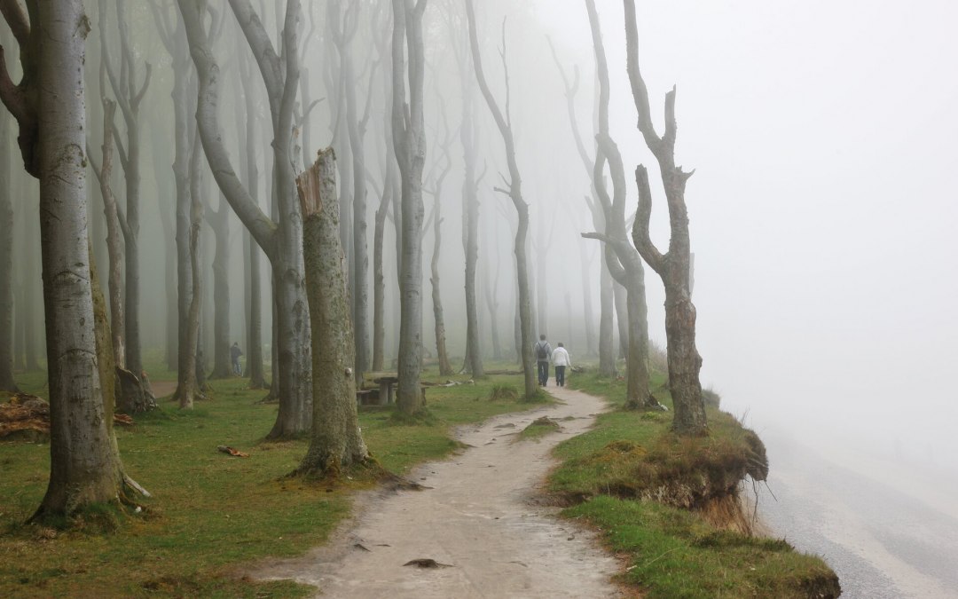 De speciale sfeer geeft het spookbos zijn naam, © TMV/Grundner