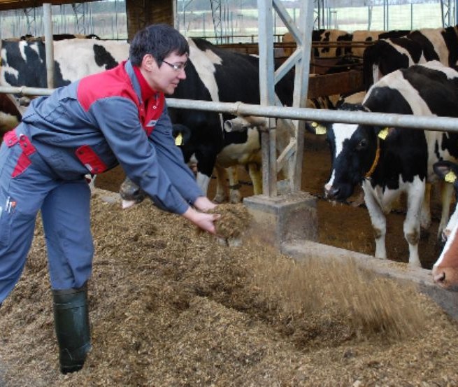 Kuh-TV nadaje na żywo ze stodoły i pokazuje, co dzieje się za kulisami. // &copy; Peeneland Agrar GmbH