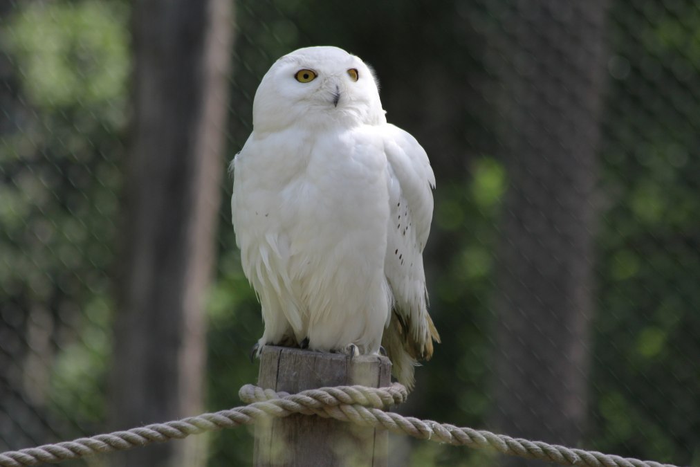 Sowa śnieżna na Eulenberg w Wildpark-MV, © Wildpark-MV