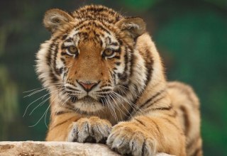 &copy; Gerald Pfaff, Erlebnis- & Tigerpark Dassow