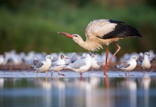 White stork and seagulls, © Thomas Hinsche