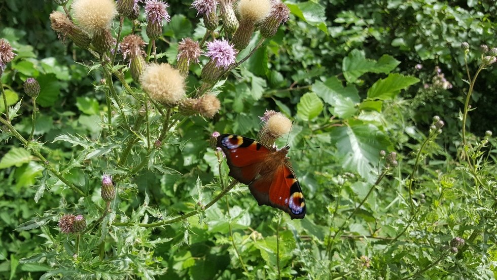 Pawie oko na uboczu, © TMV/UB