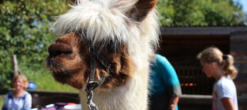 Mit Alpakas durch das Seebad Diedrichshagen und dem K&uuml;stenwald Stoltera wandern // &copy; TZRW