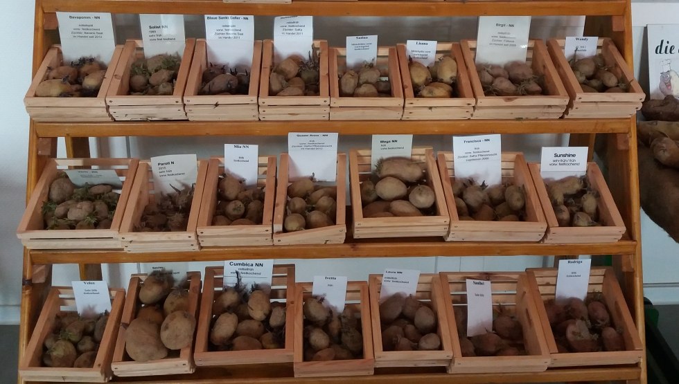 potato assortment, © Martin Hagemann potato assortment, © Martin Hagemann