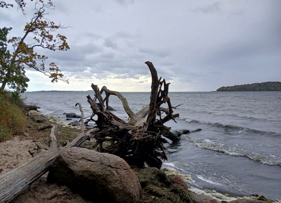 Water oak in the Goor // © Angela Pfennig Water oak in the Goor // © Angela Pfennig