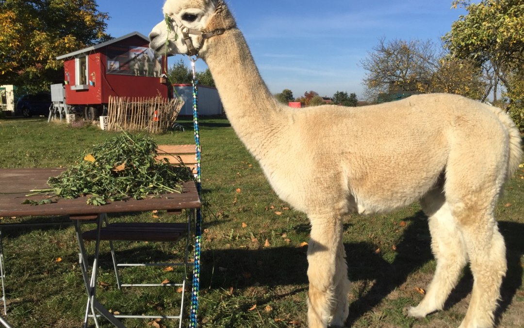 Kleine alpacaboerderij met boerderijwinkel in Penkow, © Fleesensee Alpakas