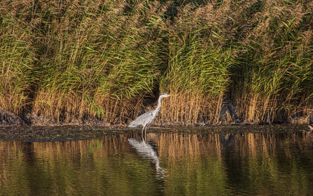 Reederei-Zingst-Oswald-avondtochten-004, © Weiße Flotte GmbH