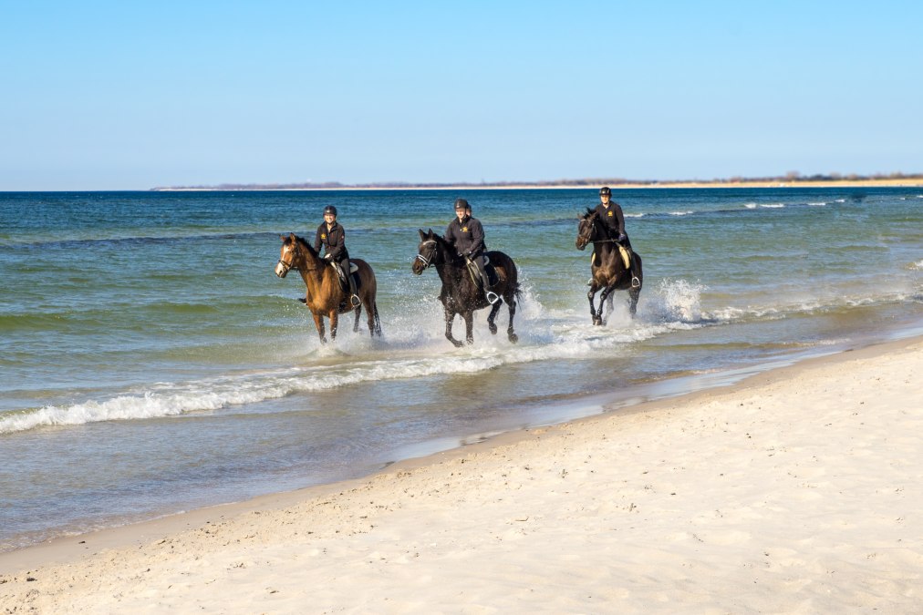 strandritt_trakehner_2, © bernsteinreiter strandritt_trakehner_2, © bernsteinreiter