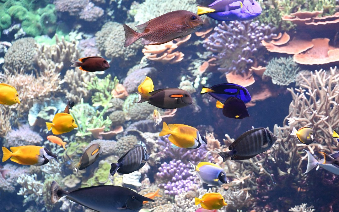 Coral reef at Rostock Zoo, © Zoo Rostock/Kloock
