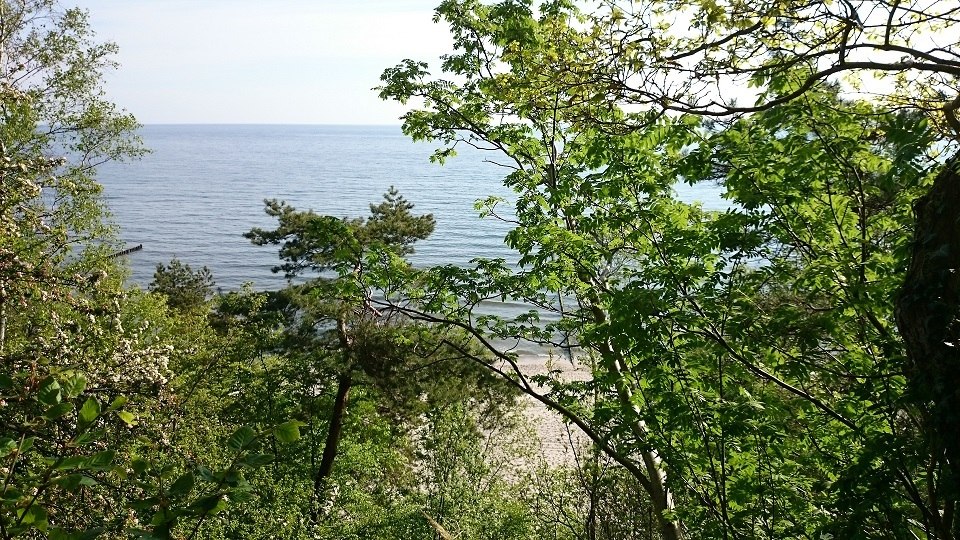 Boswandeling met gids