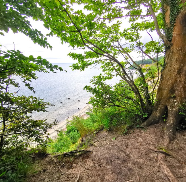 Wycieczka z przewodnikiem po Rezerwacie Biosfery Południowo-Wschodniej Rugii - G&ouml;hrener Nordperd // &copy; Biosph&auml;renreservat S&uuml;dost-R&uuml;gen